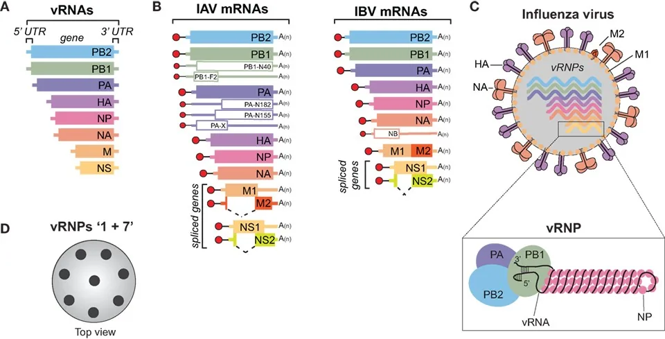 인플루엔자 바이러스 구조와 vRNA mRNA HA NA 단백질을 그린 컬러 모식도